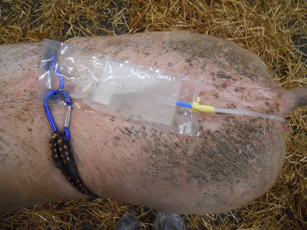 Artificial insemination of a sow using the bungee serving technique